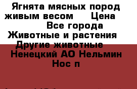 Ягнята мясных пород живым весом.  › Цена ­ 125 - Все города Животные и растения » Другие животные   . Ненецкий АО,Нельмин Нос п.